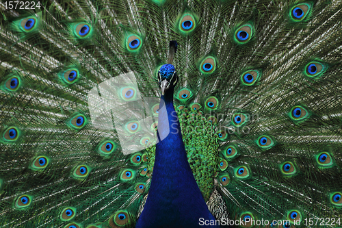 Image of very nice peacock 