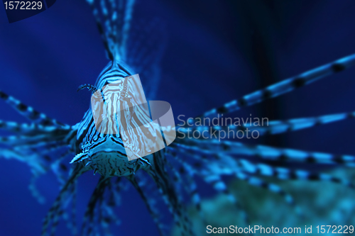 Image of lion fish (dragonfish, scorpionfish)