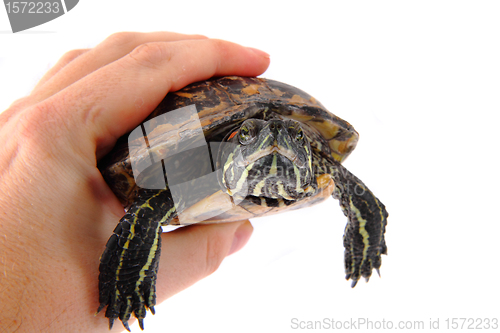 Image of Turtle in the hands