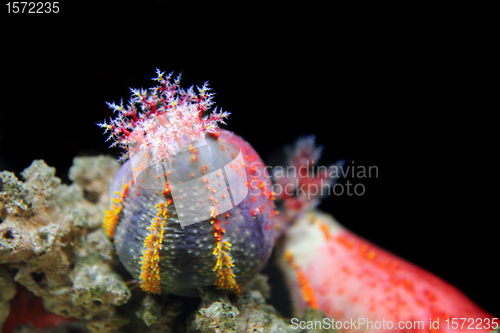 Image of color anemone