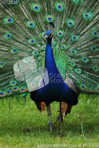 Image of very nice peacock 