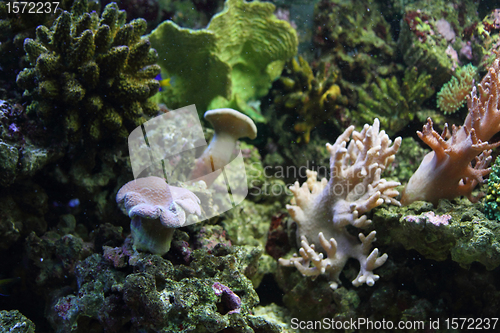 Image of aquarium background