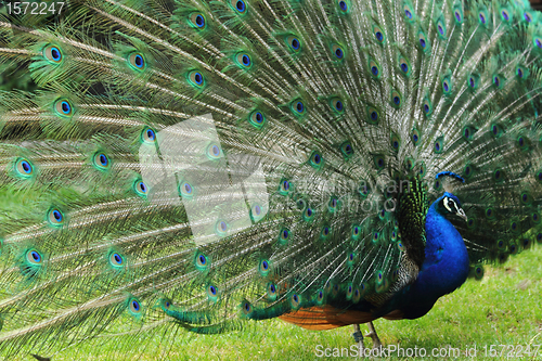 Image of very nice peacock 