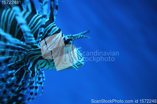 Image of lion fish (dragonfish, scorpionfish)