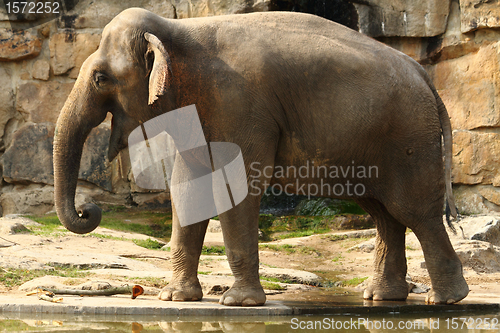 Image of elephant 