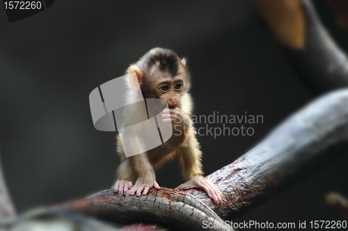 Image of small monkey child 