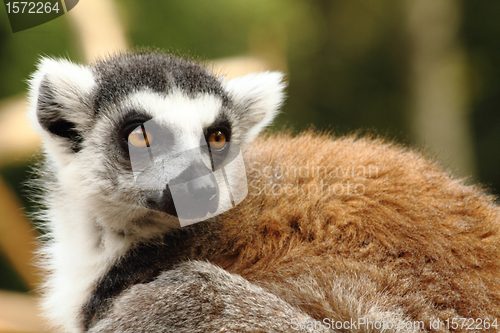 Image of head of lemur monkey 