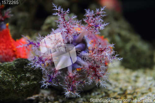 Image of color anemone