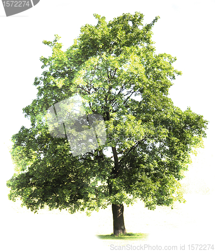 Image of green tree 