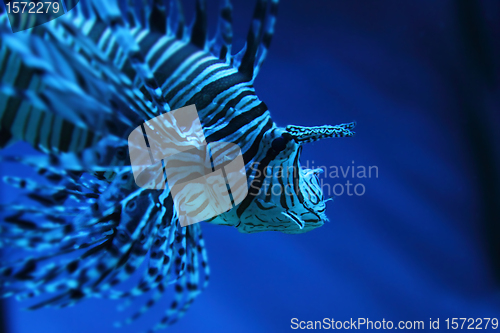 Image of lion fish (dragonfish, scorpionfish)