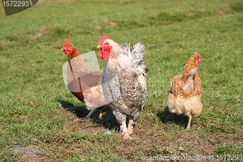 Image of A brightly colored cockerel and chicken 