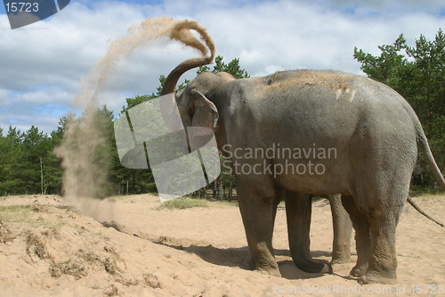 Image of The Bathing elephants 8