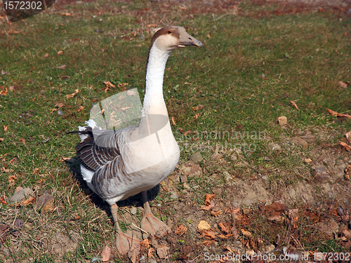 Image of a wild goose feeding in the park