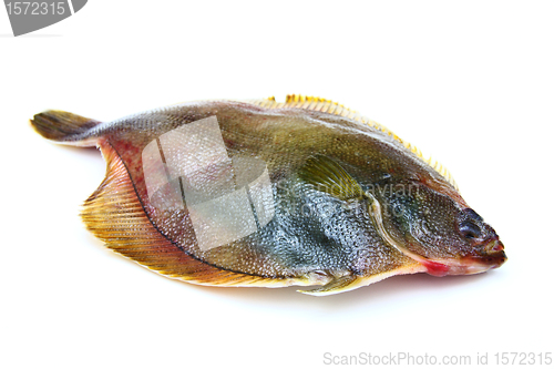 Image of Fresh fishes flounder  on white background