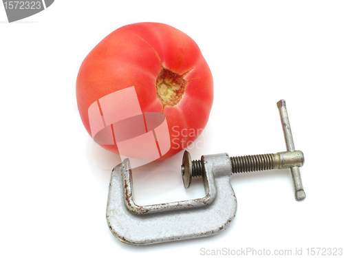 Image of Tomato and clamp