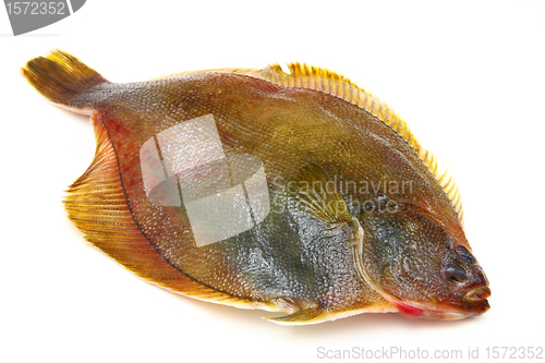 Image of Fresh fishes flounder  on white background