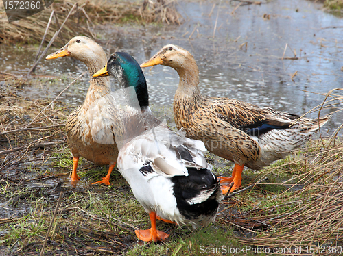 Image of Three beautiful ducks on the lake