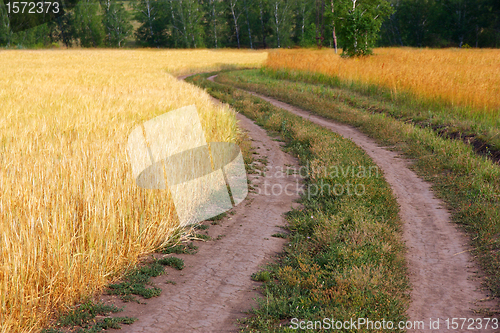 Image of Country road in wheat field 