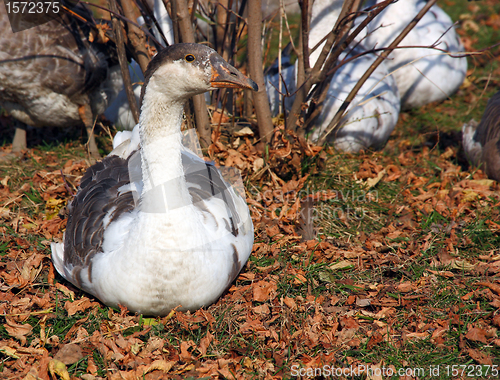 Image of Greylag Goose sitting 