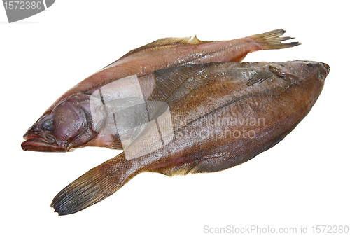 Image of Four fresh flounder fishes 