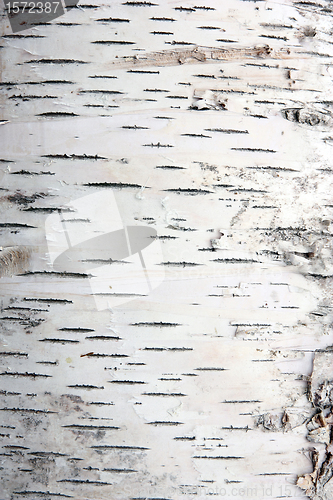 Image of bark of birch in the cracks texture