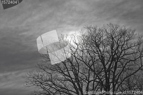 Image of night moon shines through the clouds and trees.
