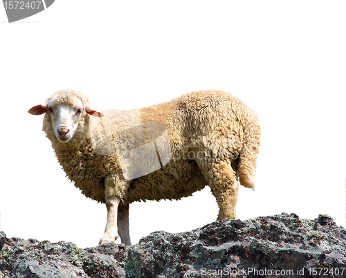 Image of A sheep is eating grass on a beautiful mountain