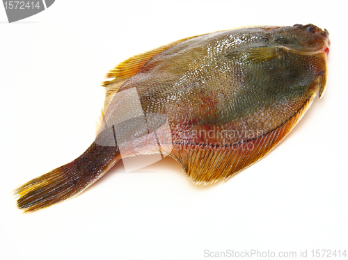 Image of Fresh fishes flounder  on white background