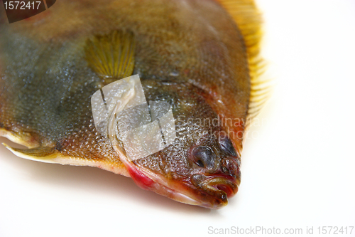Image of Fresh fishes flounder  on white background