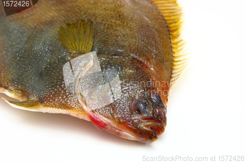 Image of Fresh fishes flounder  on white background