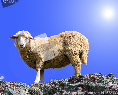 Image of A sheep is eating grass on a beautiful mountain