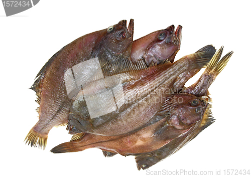 Image of Four fresh flounder fishes 