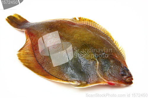 Image of Fresh fishes flounder  on white background