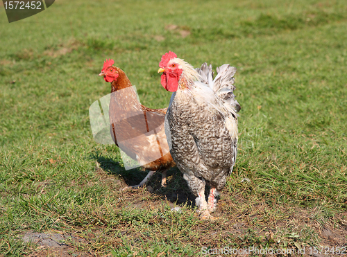 Image of A brightly colored cockerel and chicken 