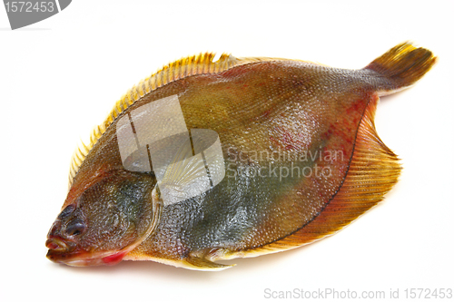 Image of Fresh fishes flounder  on white background