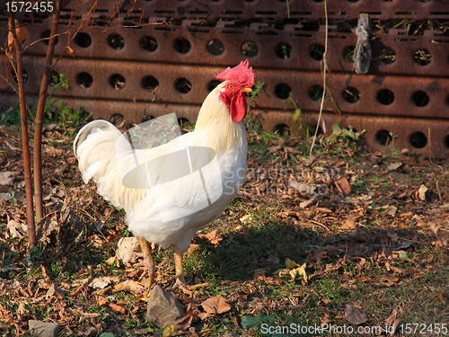 Image of A brightly colored cockerel  