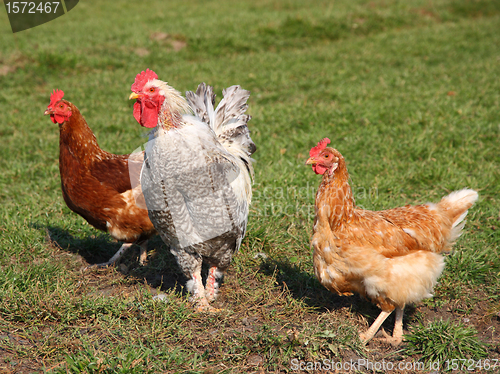 Image of A brightly colored cockerel and chicken 