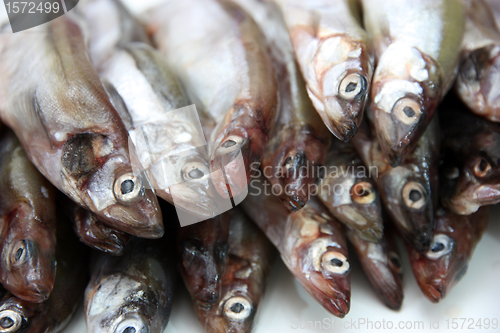 Image of Capelin fish isolated on the white background