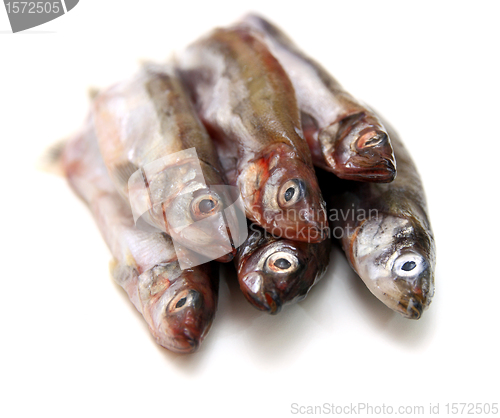 Image of Capelin fish isolated on the white background