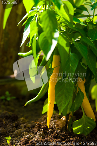 Image of yellow peppers