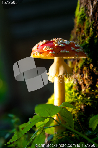 Image of Fly agaric mushroom