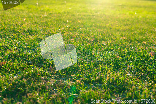 Image of green grass