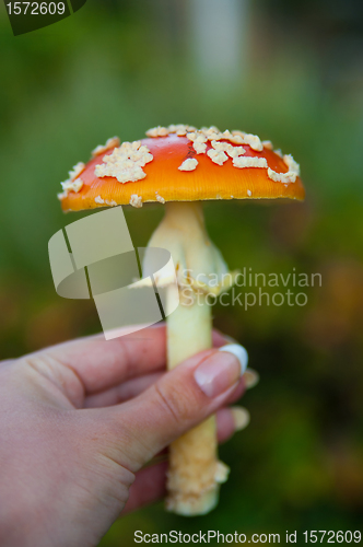 Image of Fly agaric mushroom