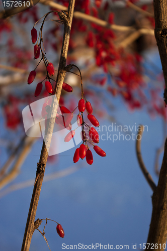 Image of Barberries