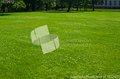 Image of green grass