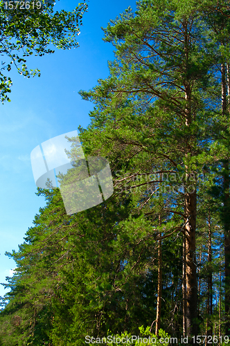 Image of pine forest