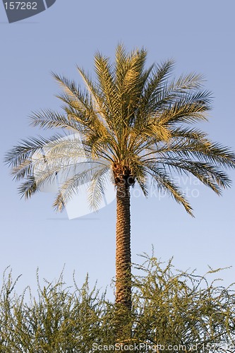 Image of Palm Tree
