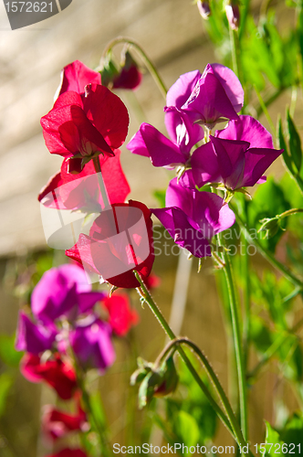 Image of sweet pea