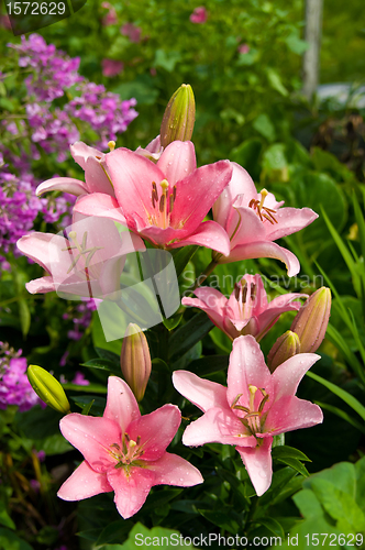 Image of pink lily