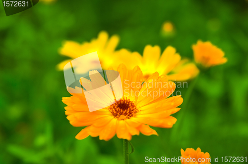 Image of Calendula